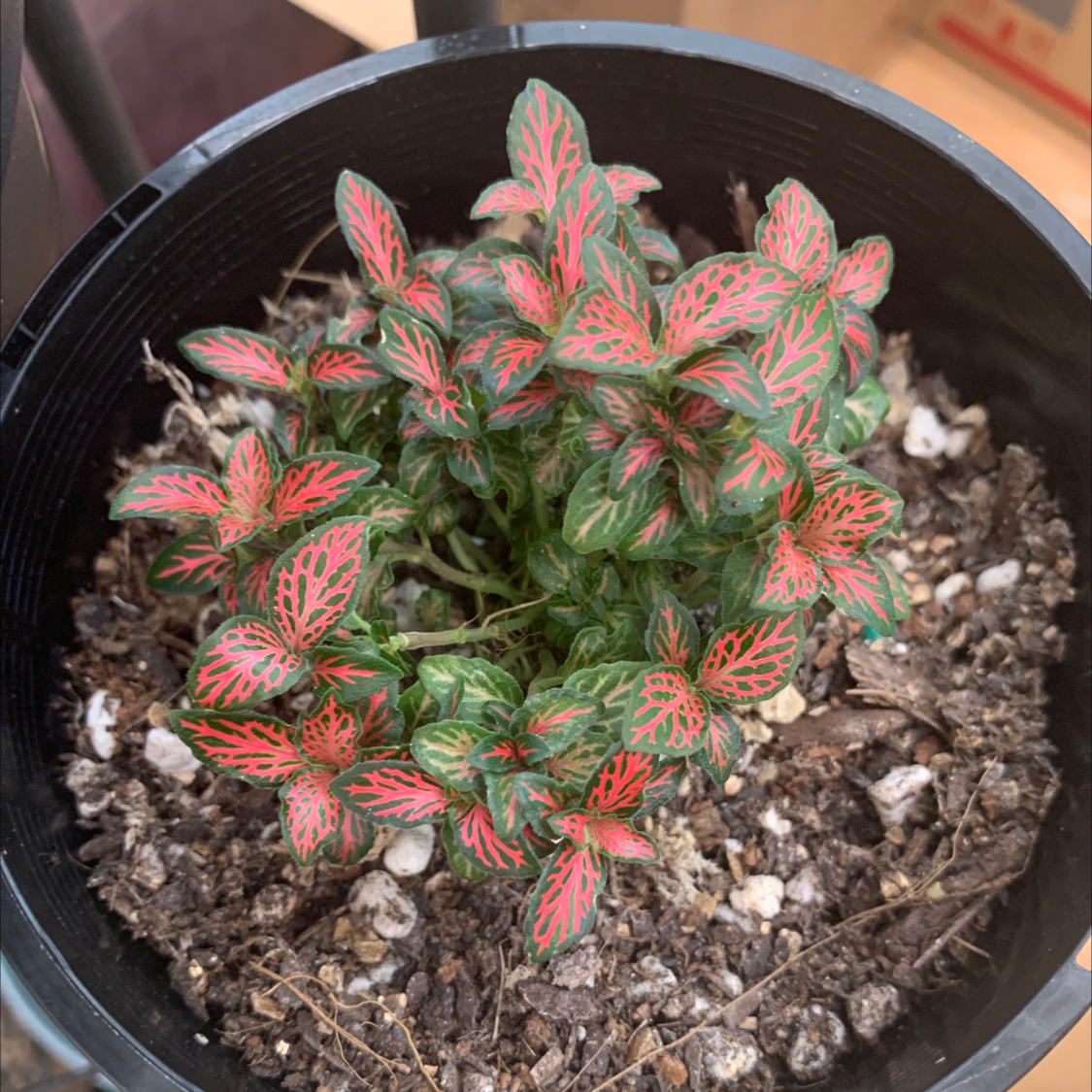 Photo of the plant species snakeskin plant by Sandra named Red Snakeskin on Greg, the plant care app