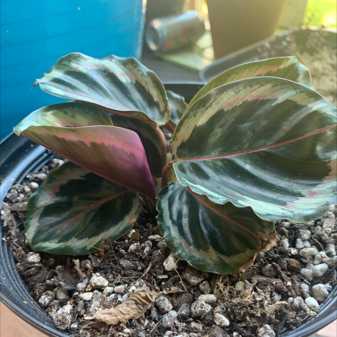 Photo of the plant species Calathea 'Julia' by Sandra named Peacock plant on Greg, the plant care app