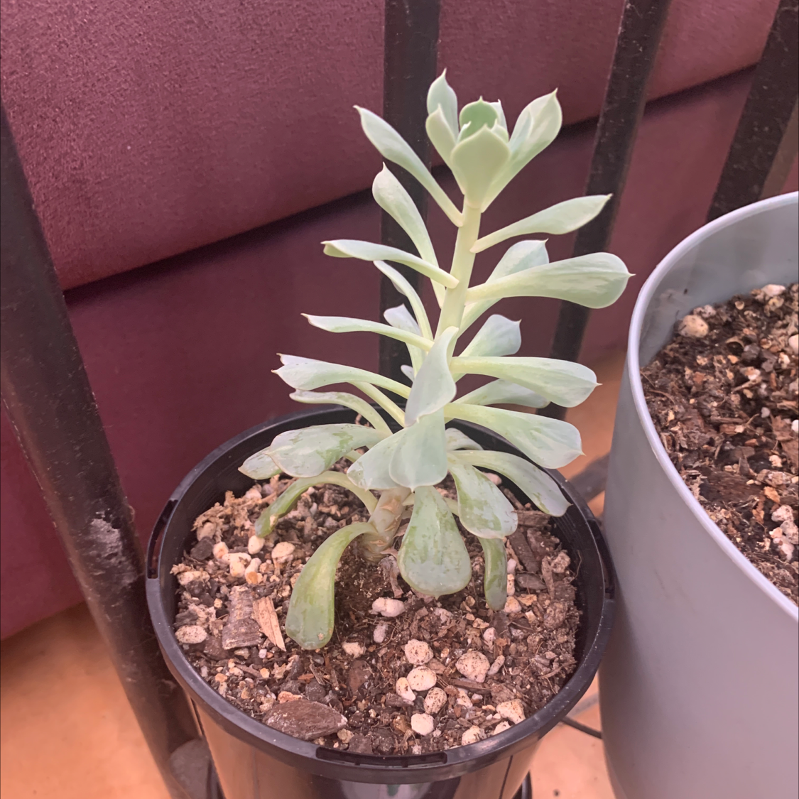 Photo of the plant species Echeveria 'Pinwheel' by Sandra named Doja Cat on Greg, the plant care app