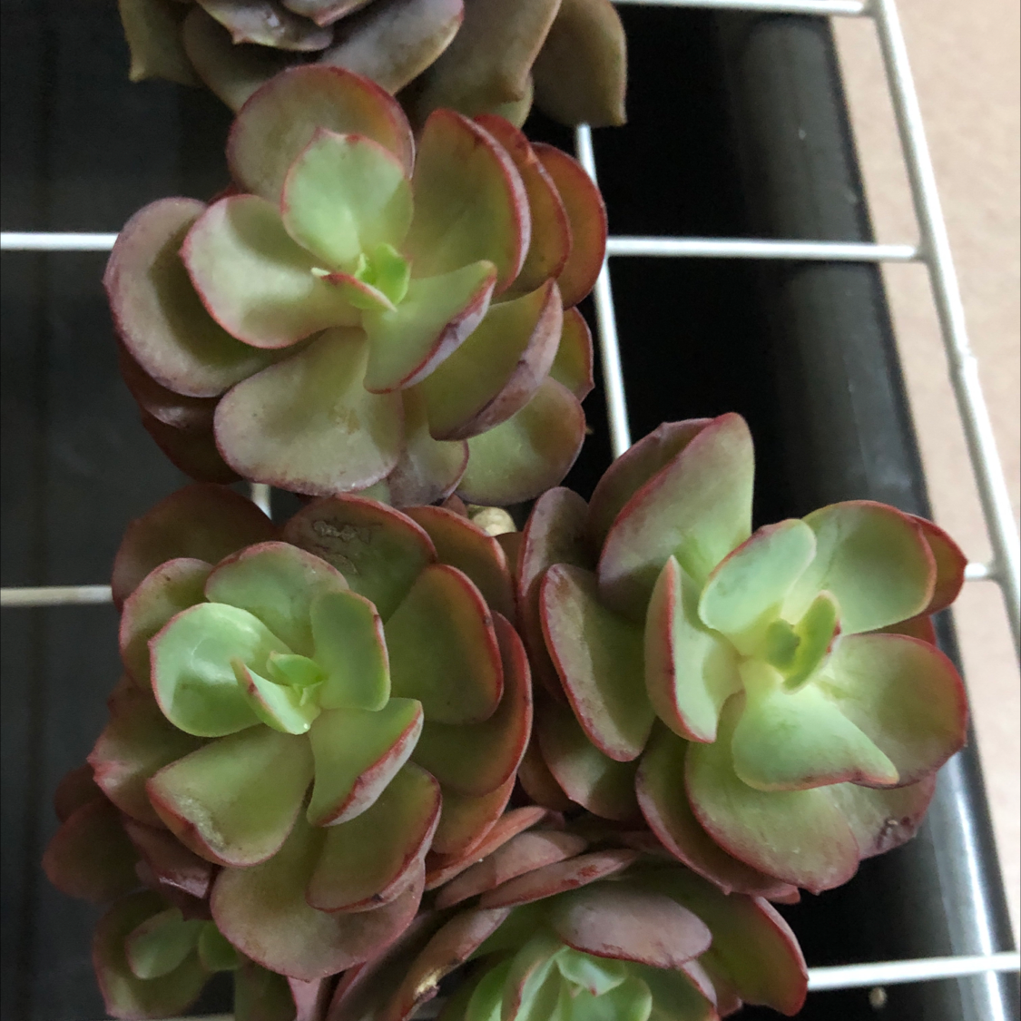 Photo of the plant species Echeveria 'Suyon' by Bow named Suyeon on Greg, the plant care app