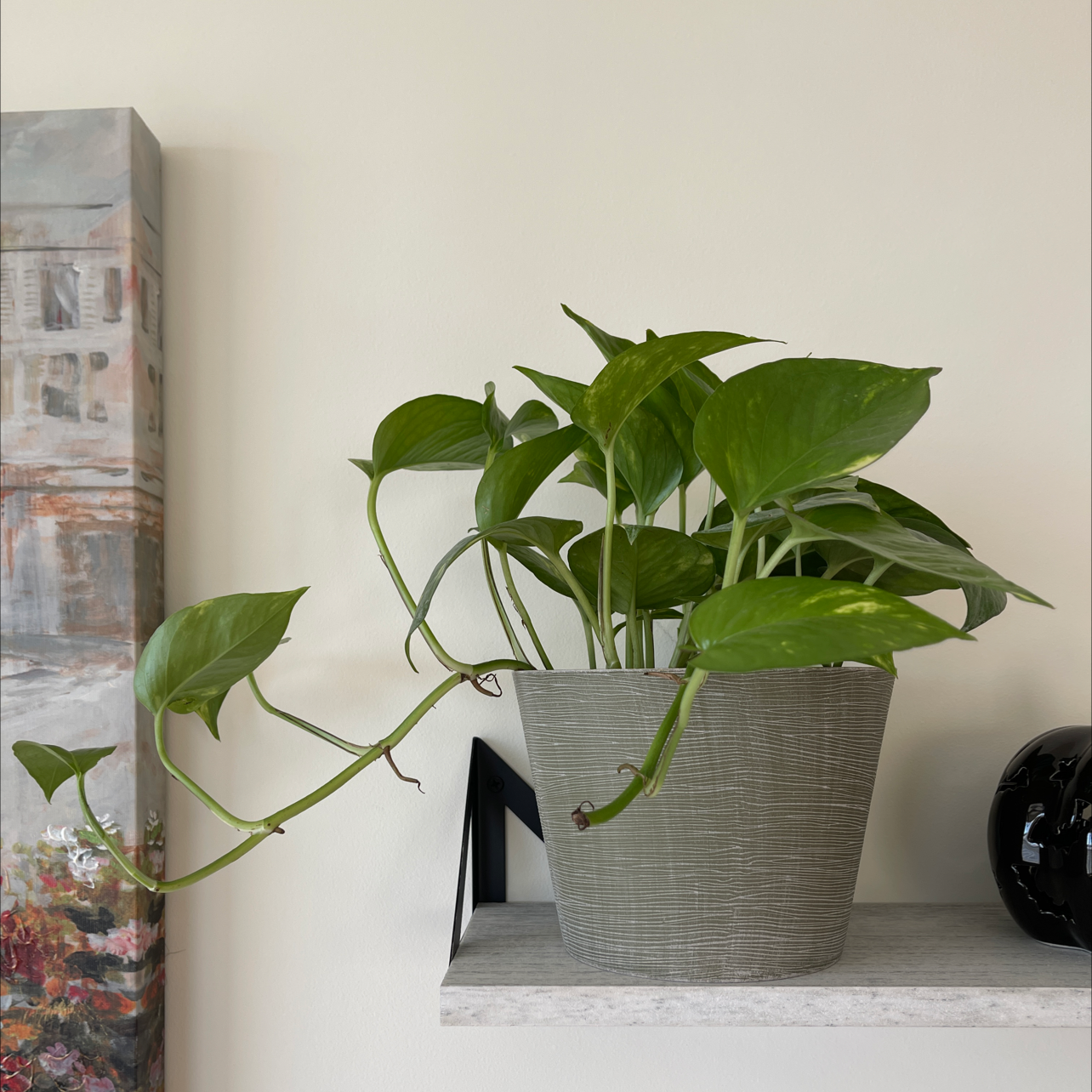 Taro Vine plant photo by @lycheebrat named Ed on Greg, the plant care app.