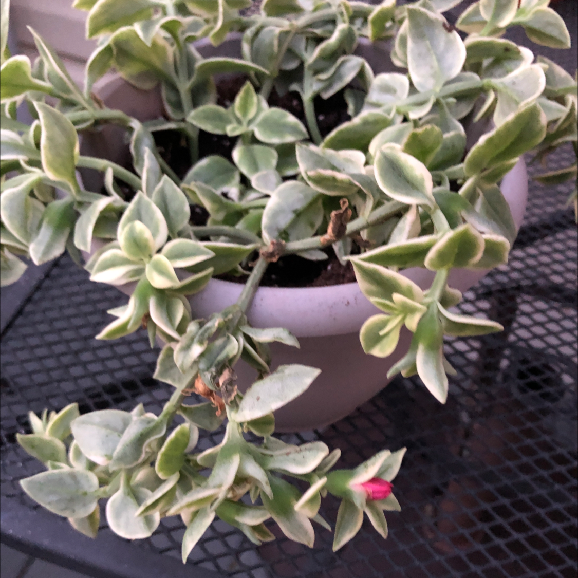 Livingstone Daisy plant photo by @jayhays named Maya on Greg, the plant care app.