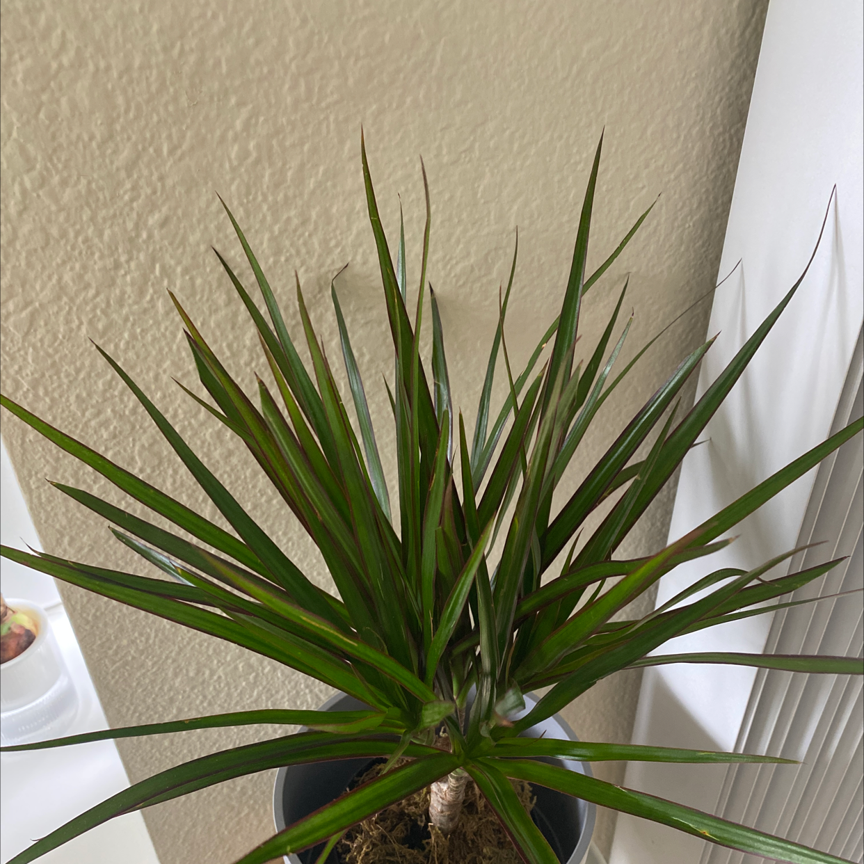 Magenta Dragon Tree plant with long, narrow green leaves in a pot with visible soil.