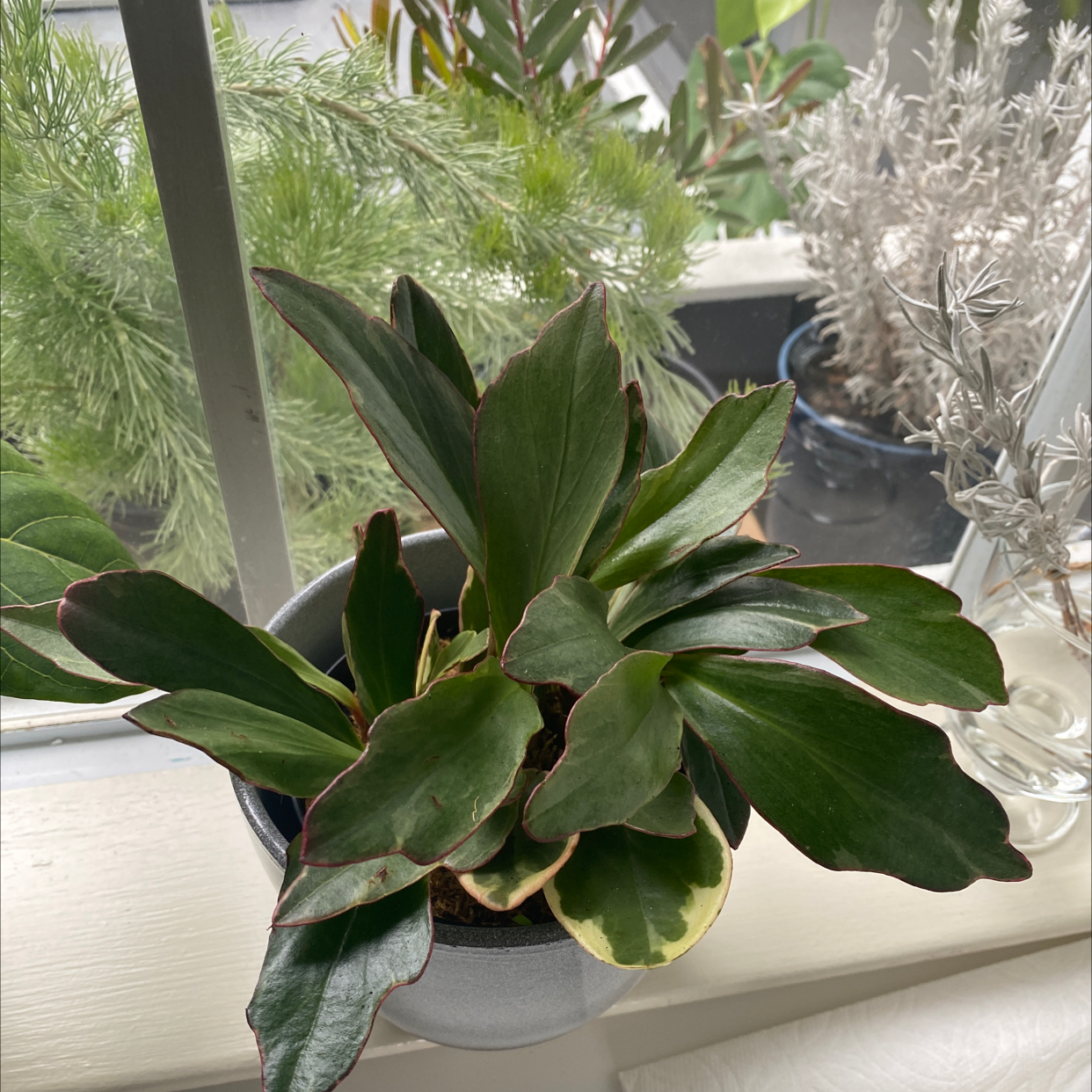 Peperomia 'Ginny' plant on a windowsill with variegated leaves, in good health.