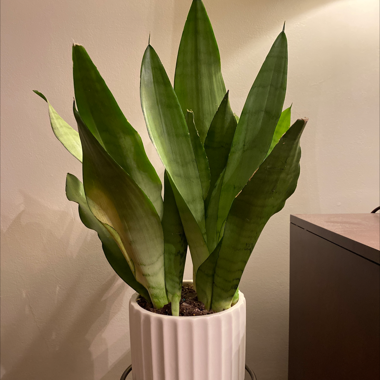 Silver Snake Plant in a white pot with minor yellowing on one leaf.