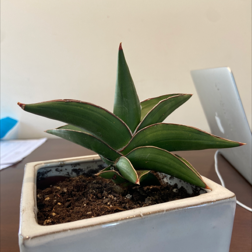 Samurai Dwarf Snake Plant in a white ceramic pot on a table.