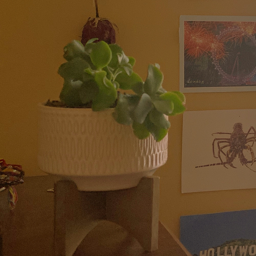 Ripple Jade plant photo by @vicky named captain america on Greg, the plant care app.
