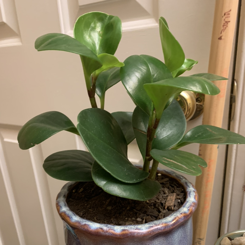 Baby Rubber Plant plant photo by @vicky named muhammad a-leaves on Greg, the plant care app.