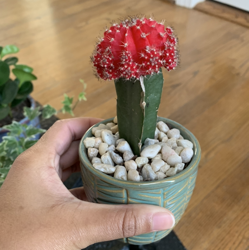 Moon Cactus plant photo by @vicky named roxy on Greg, the plant care app.