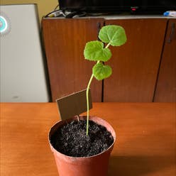 Okra plant