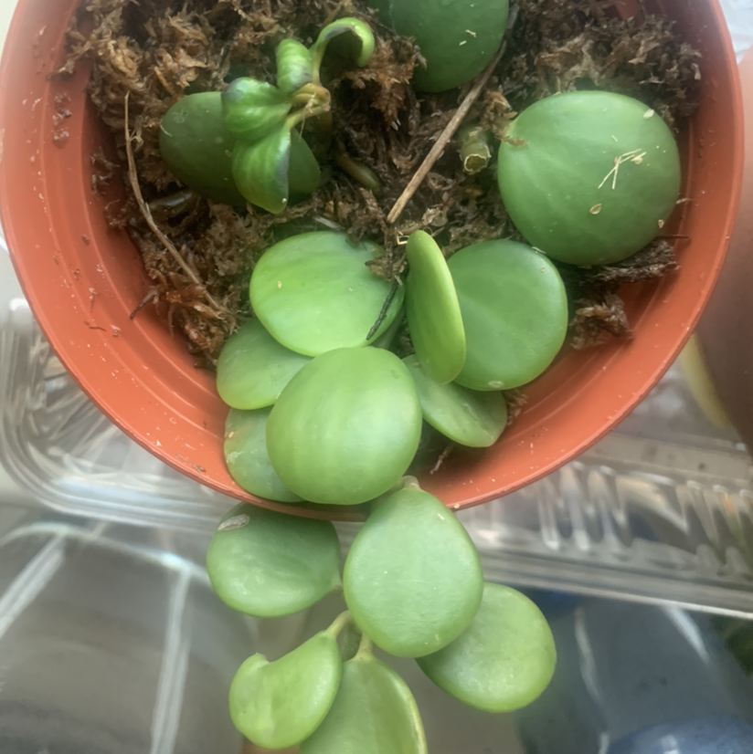 Hoya obovata plant in a small pot with round, green leaves.