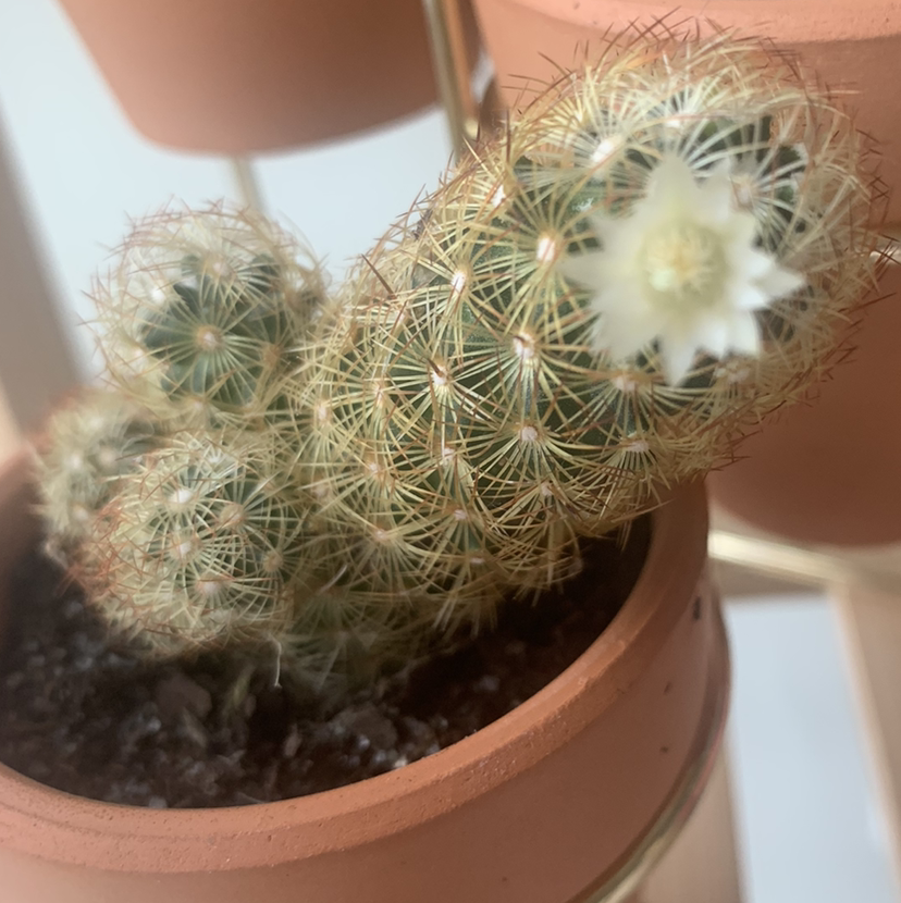 Close-up of a healthy potted Lace Hedgehog Cactus covered in fine white spines spiraling around its cylindrical body in a terracotta pot.