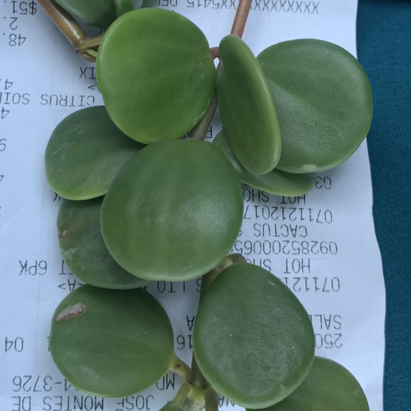 Close-up of a healthy, thriving Peperomia plant with large, round, vibrant green leaves growing in a hanging planter.