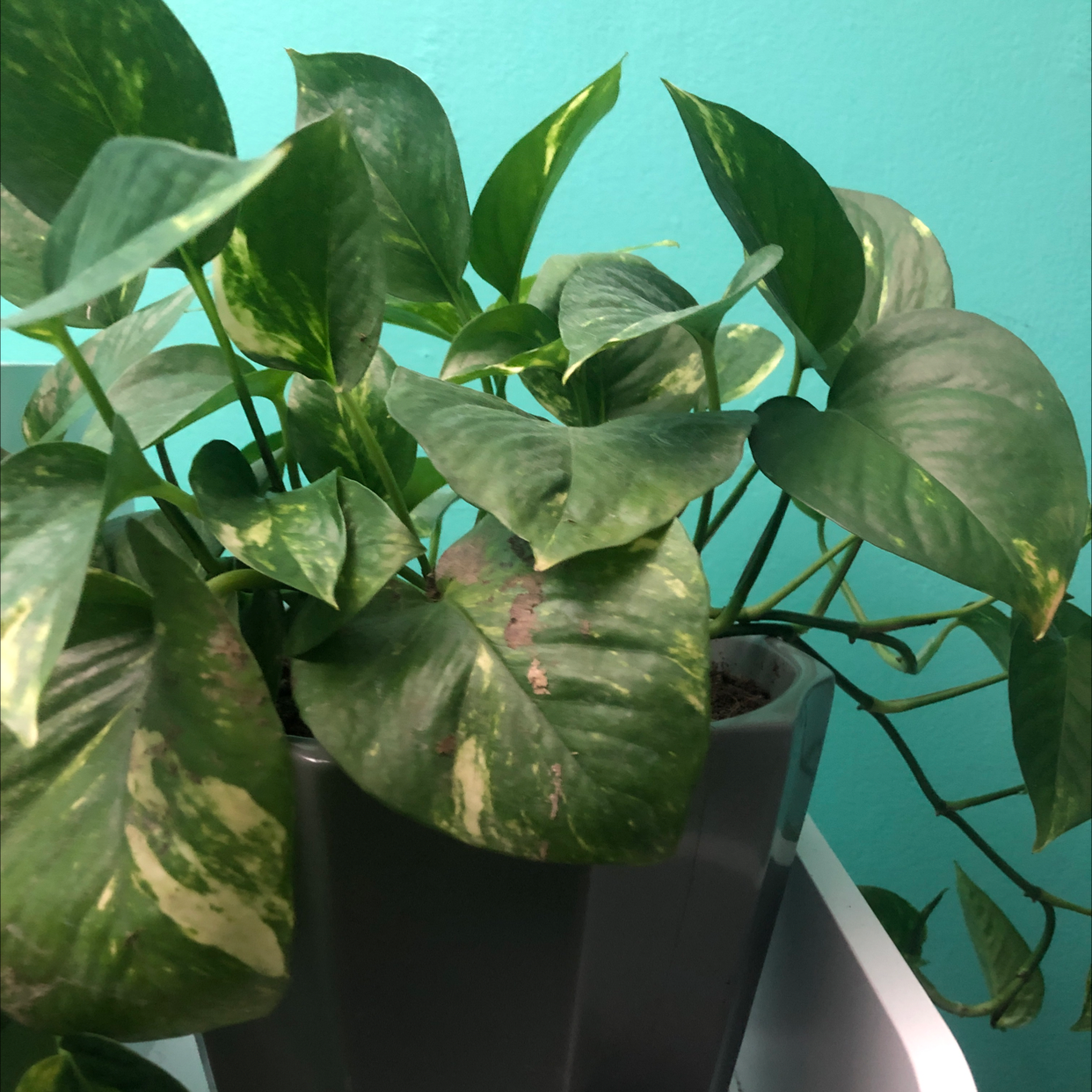 Taro Vine plant photo by Jordan named Golden Pothos on Greg, the plant care app.