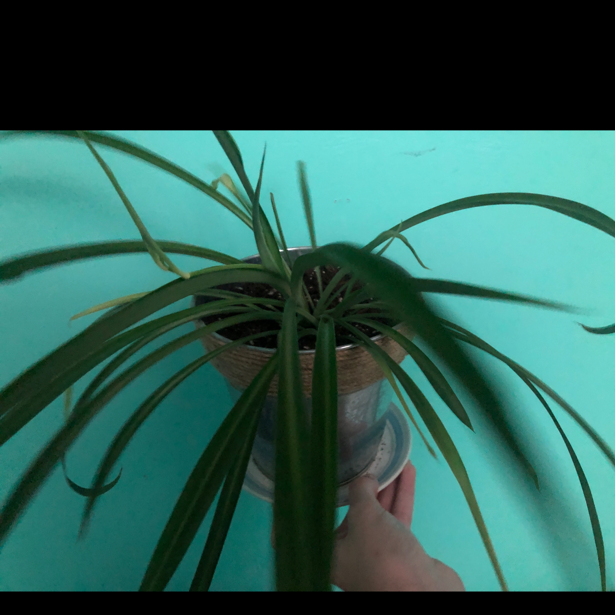 Spider Plant plant photo by Jordan named Spider Plant on Greg, the plant care app.