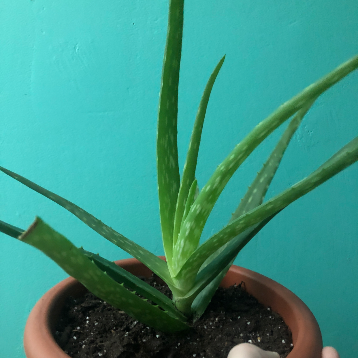 Aloe vera plant photo by Jordan named Aloe vera on Greg, the plant care app.
