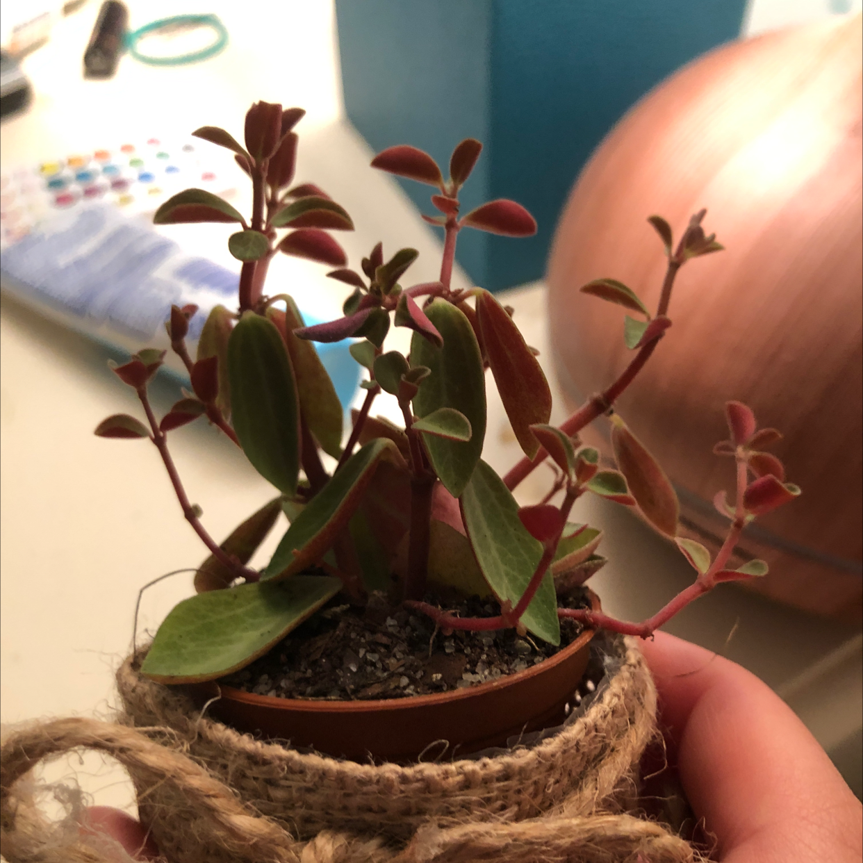 Peperomia Red Log plant in a small pot with visible soil and vibrant red stems.
