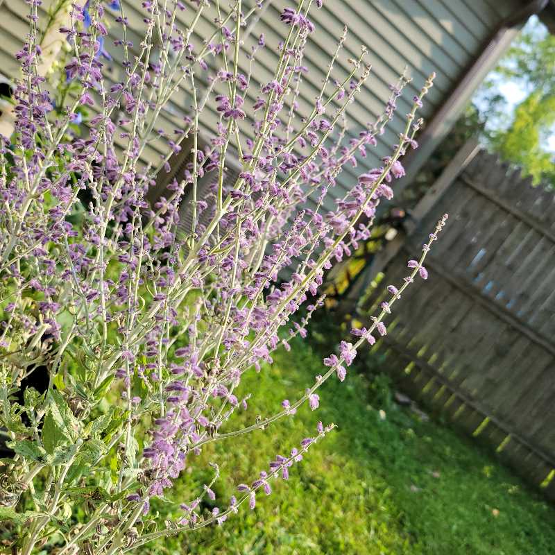 Perovskia atriplicifolia uploaded to the Greg plant app by @userd9c78140
