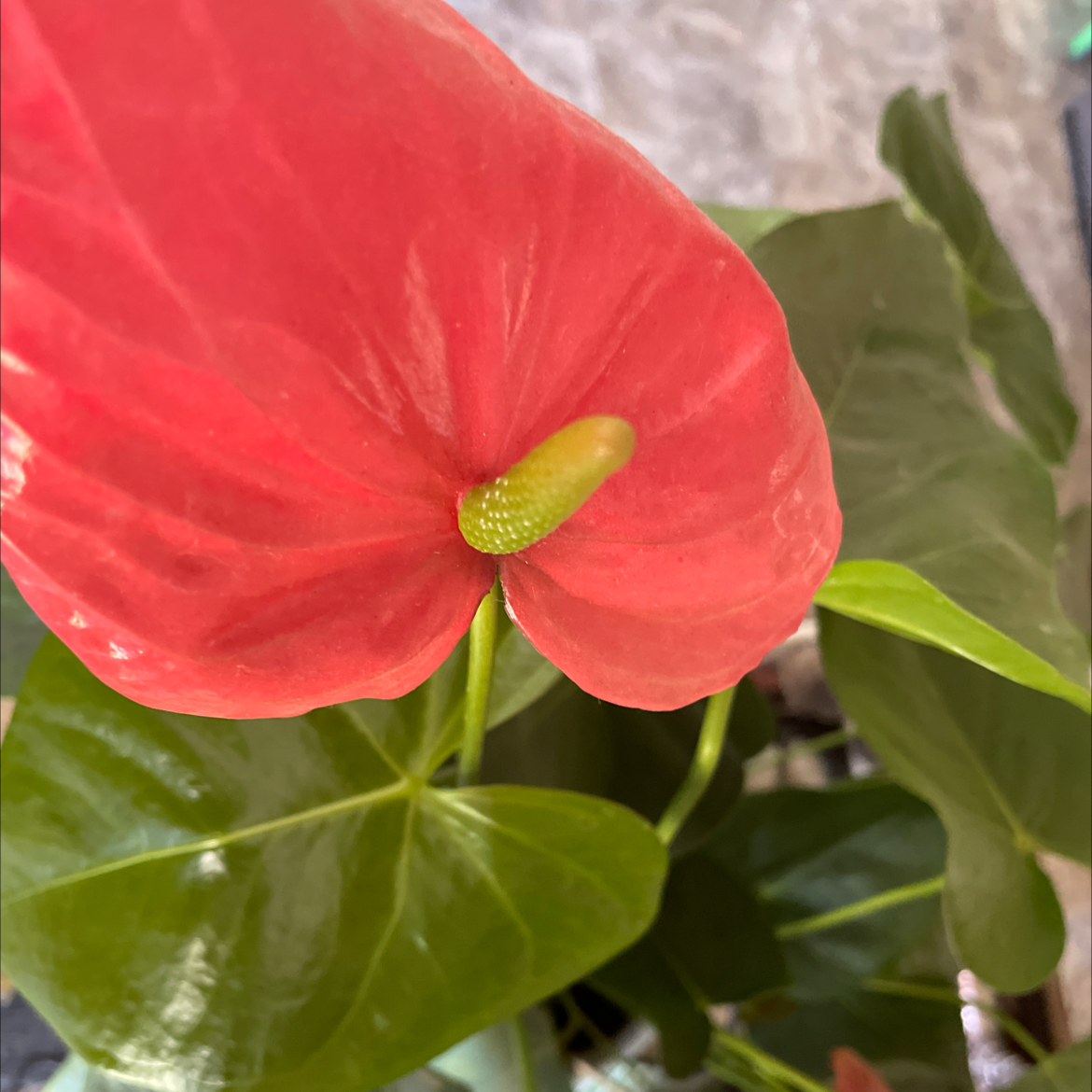 Painter's Palette plant photo by Yesenia estrella valdes vitela named Emerald on Greg, the plant care app.