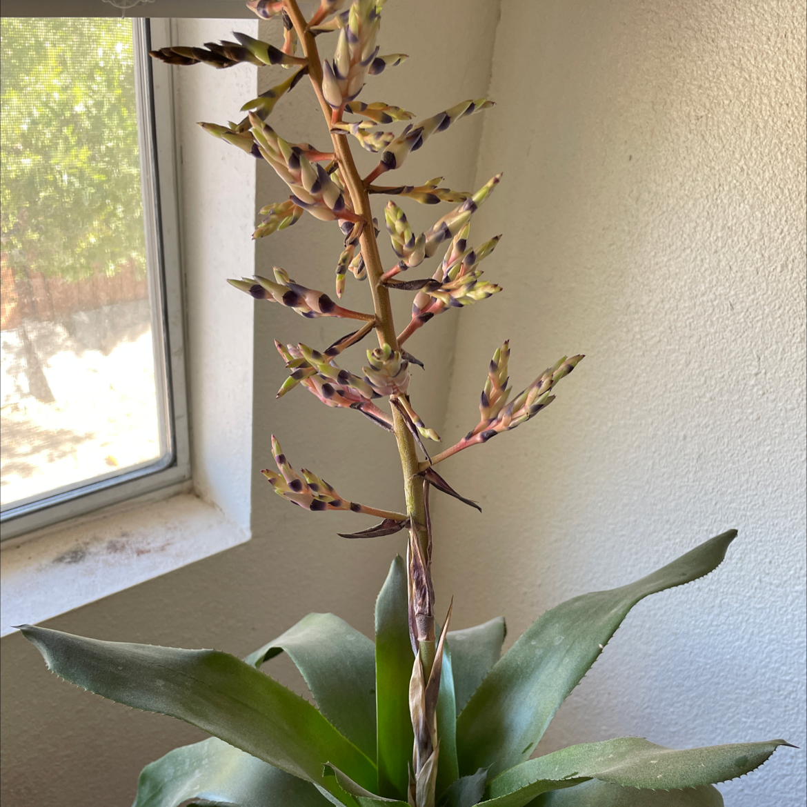Urn Plant plant photo by Yesenia estrella valdes vitela named Oreo on Greg, the plant care app.