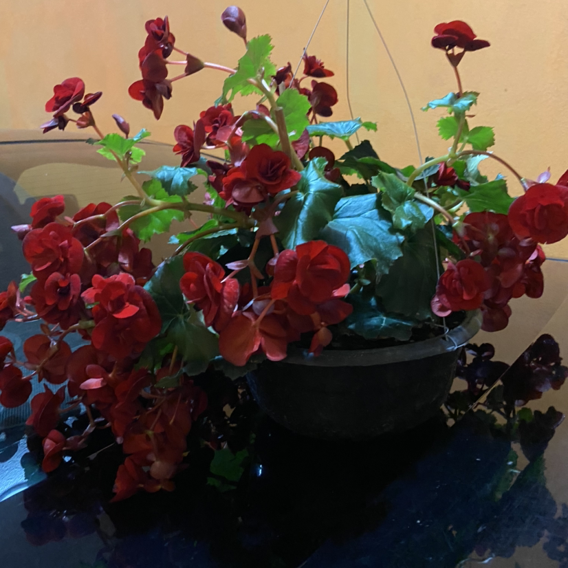 Photo of the plant species Tuberous Begonia by @Tzidelue03 named Jasi on Greg, the plant care app