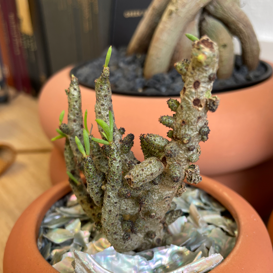 Photo of the plant species Tylecodon by @Kery named Mononoke on Greg, the plant care app