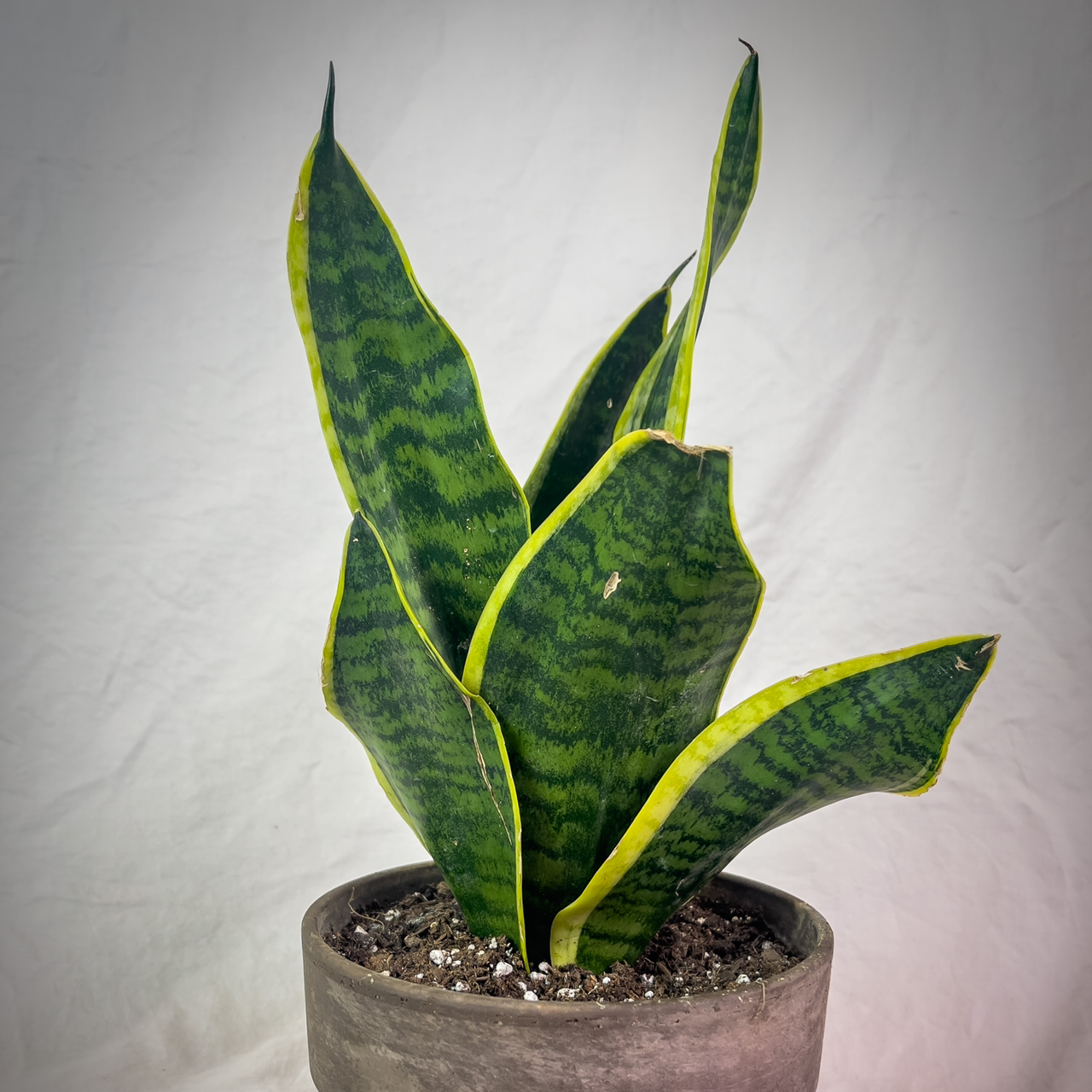 Snake Plant plant photo by @Northeasternroots named Snake on Greg, the plant care app.