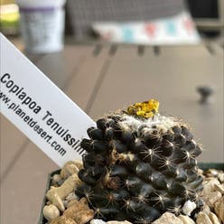 Chihuahuan beehive plant