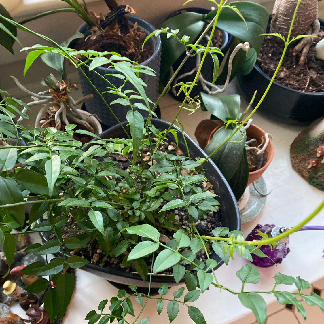 Pink Jasmine plant in a pot with green leaves, surrounded by other plants.