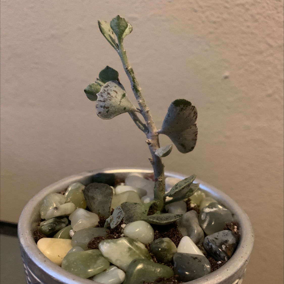 Photo of the plant species Pies from Heaven by @R1R1H2 named Mantis on Greg, the plant care app