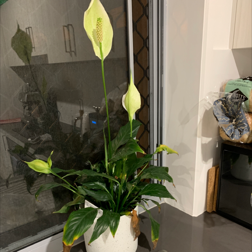 Peace Lily plant photo by @jazzsprite named Spencer on Greg, the plant care app.