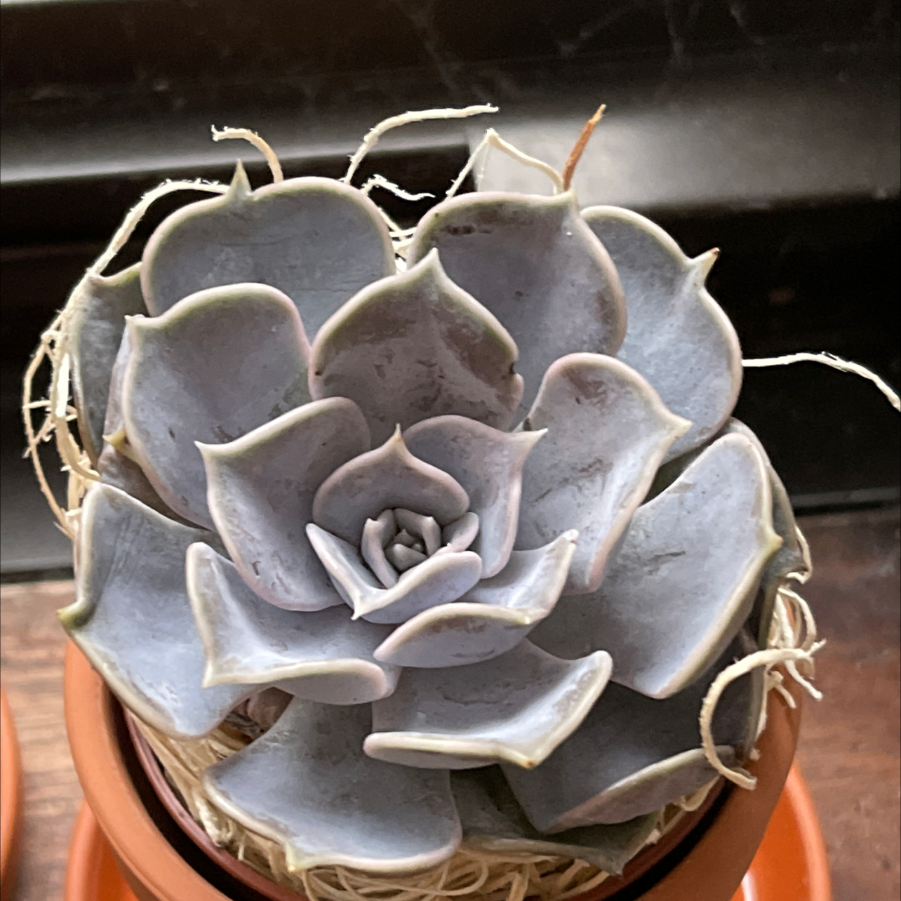 Echeveria 'Lola' succulent plant in a small pot, appears healthy with no visible signs of distress.