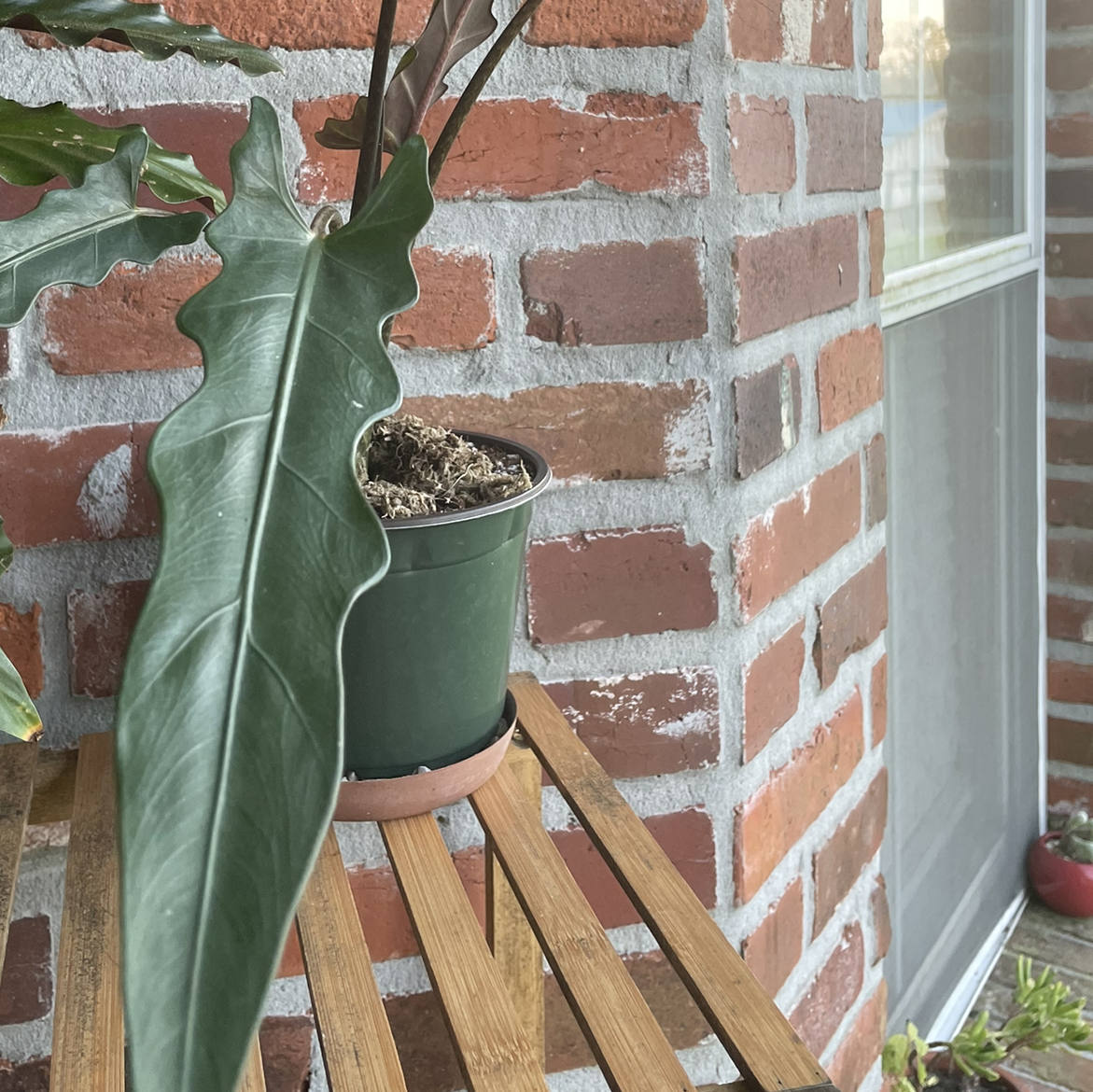 Potted Purple Sword plant with large, wavy leaves on a wooden stand against a brick wall.