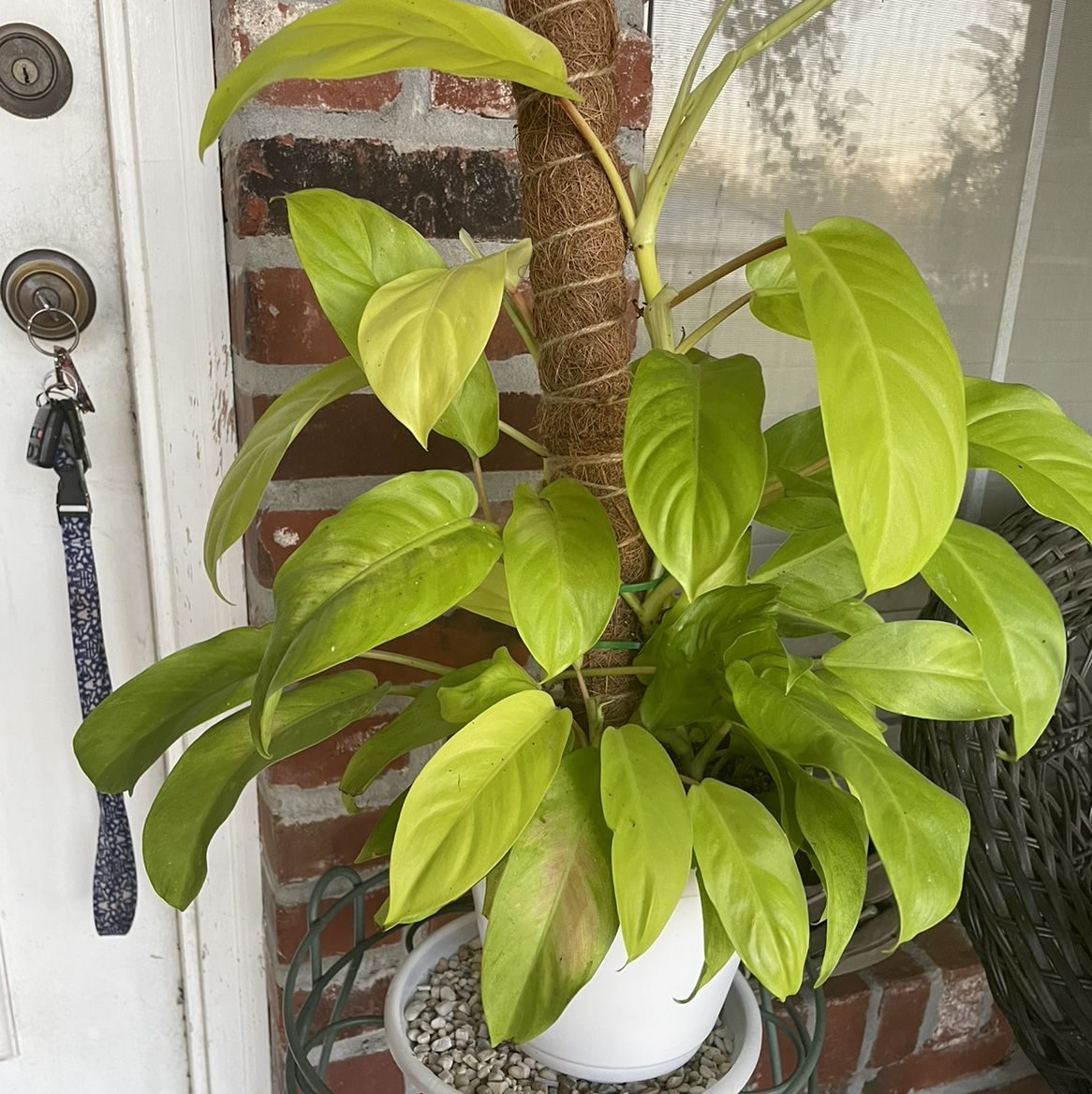 Golden Goddess Philodendron in a white pot with vibrant green leaves supported by a moss pole.