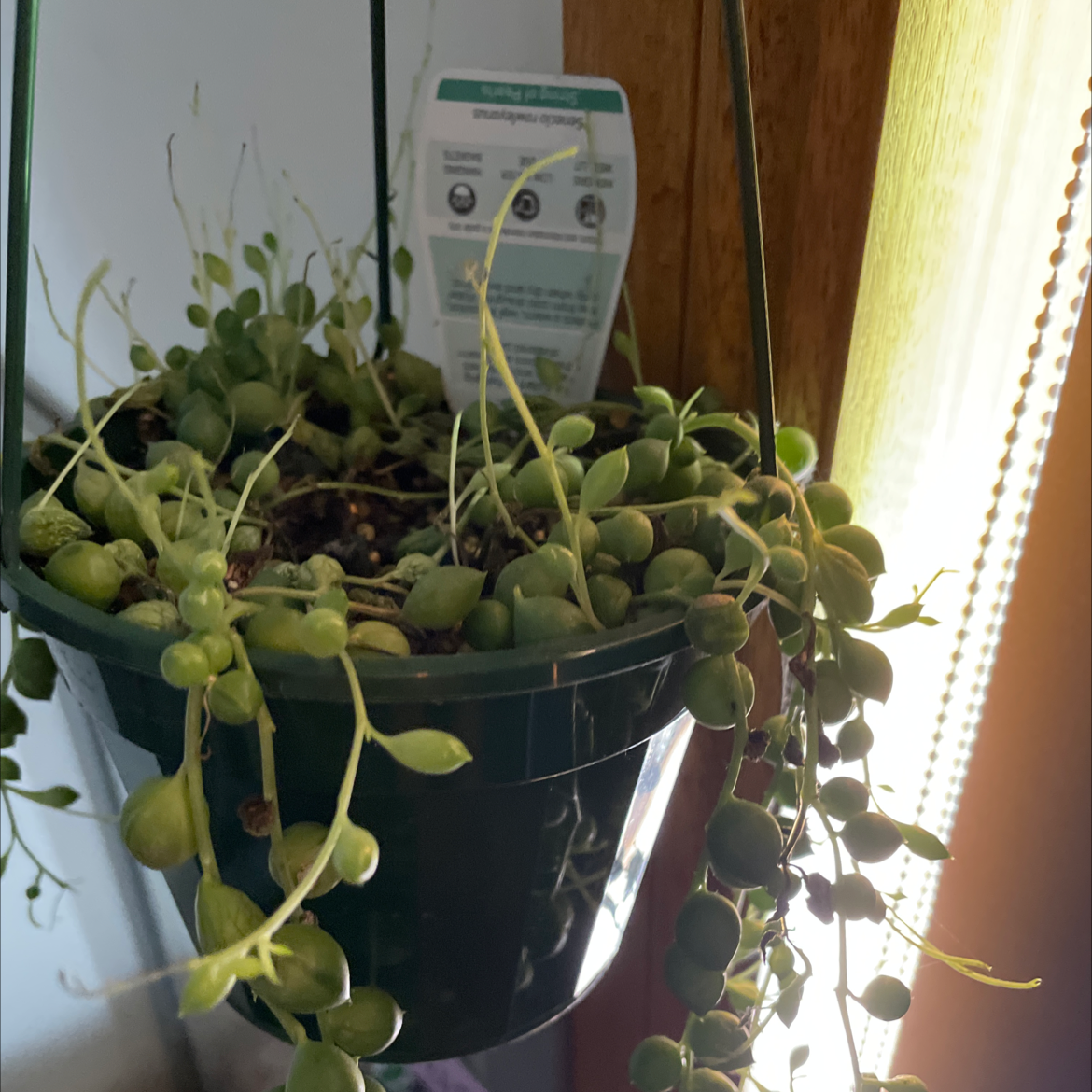 String of Pearls plant photo by @rdwag named ganging plant on Greg, the plant care app.