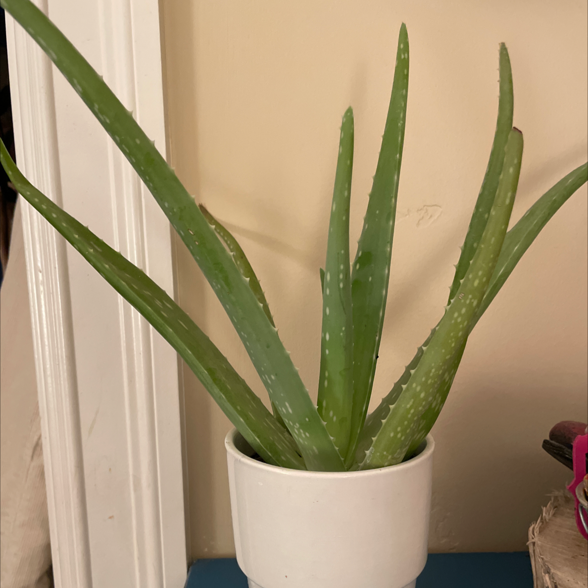 Aloe vera plant photo by @shernstedt named Aly on Greg, the plant care app.