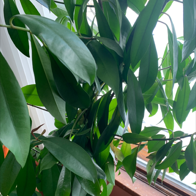 Shoebutton plant with healthy green leaves near a window.