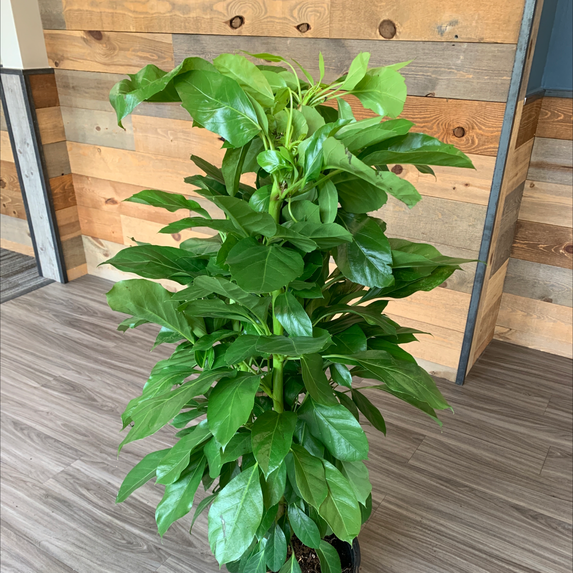 Healthy Alpine Schefflera plant with vibrant green leaves indoors on a wooden floor.