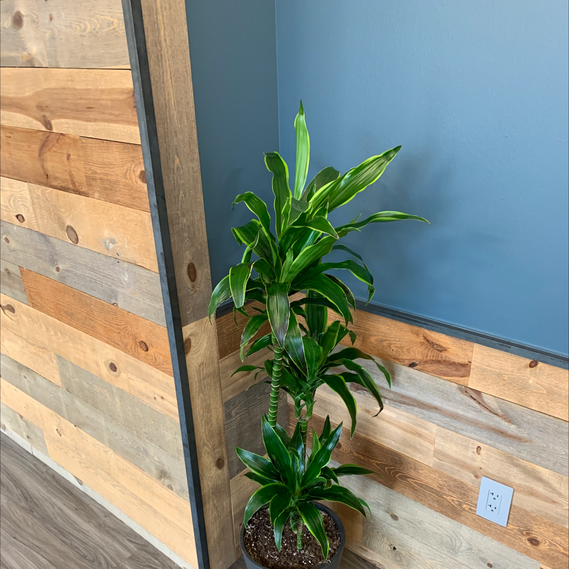 Dracaena Dorado plant in a pot indoors against a wooden and blue wall.