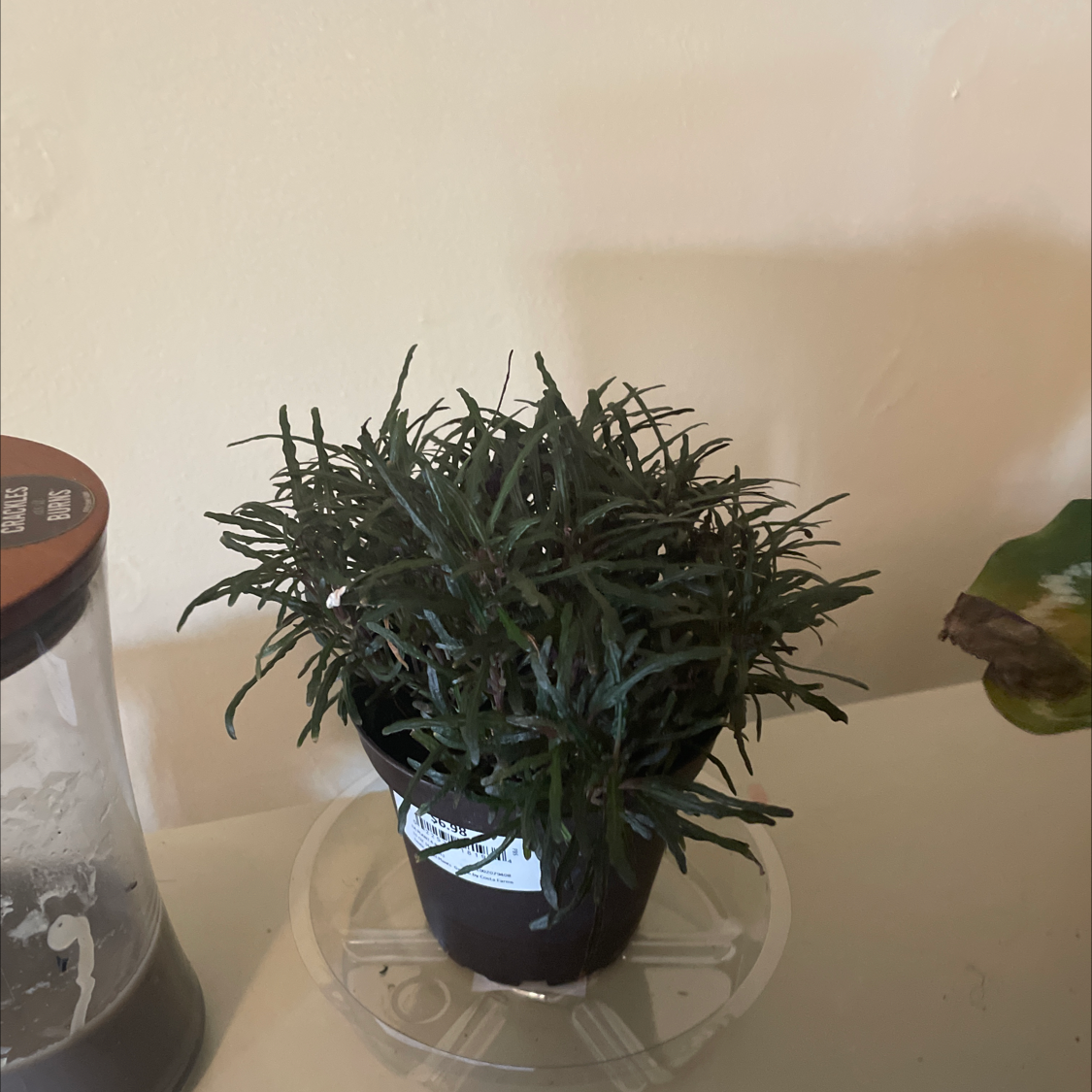 Potted Dragon's Tongue plant with long, narrow leaves, appears healthy.