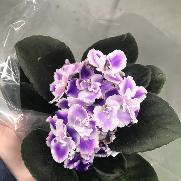 African Violet with vibrant purple flowers and dark green leaves, held by a hand.