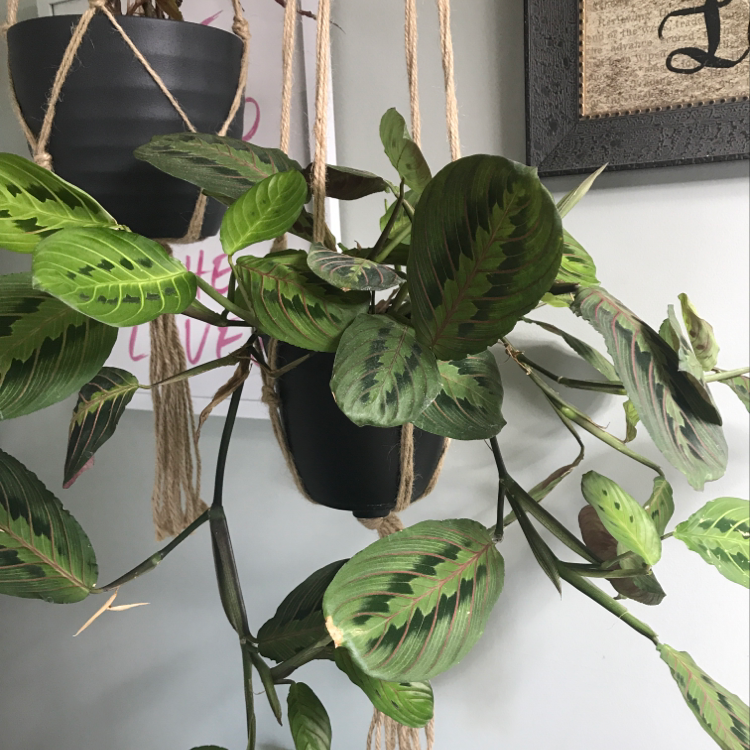 Healthy green prayer plant with patterned leaves hanging in macrame against white wall, no signs of disease or distress.