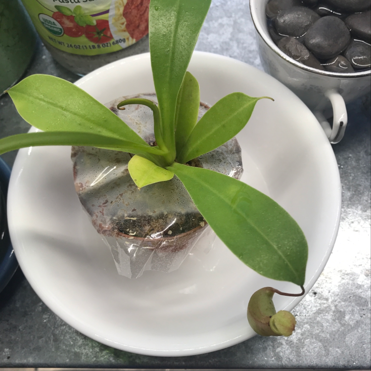 Tropical Pitcher Plant in a small pot on a white plate, covered with plastic wrap.