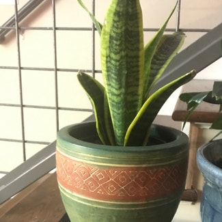 Snake Plant plant in Columbia, South Carolina