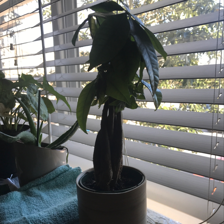 brown leaves on lucky bamboo