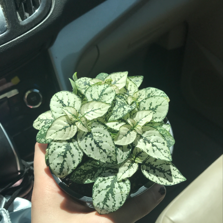 Healthy polka dot plant with lush green leaves covered in white speckles, held in a hand inside a car.