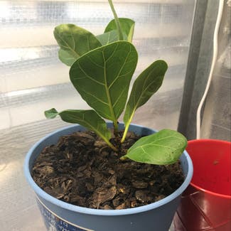 Fiddle Leaf Fig plant in Columbia, South Carolina