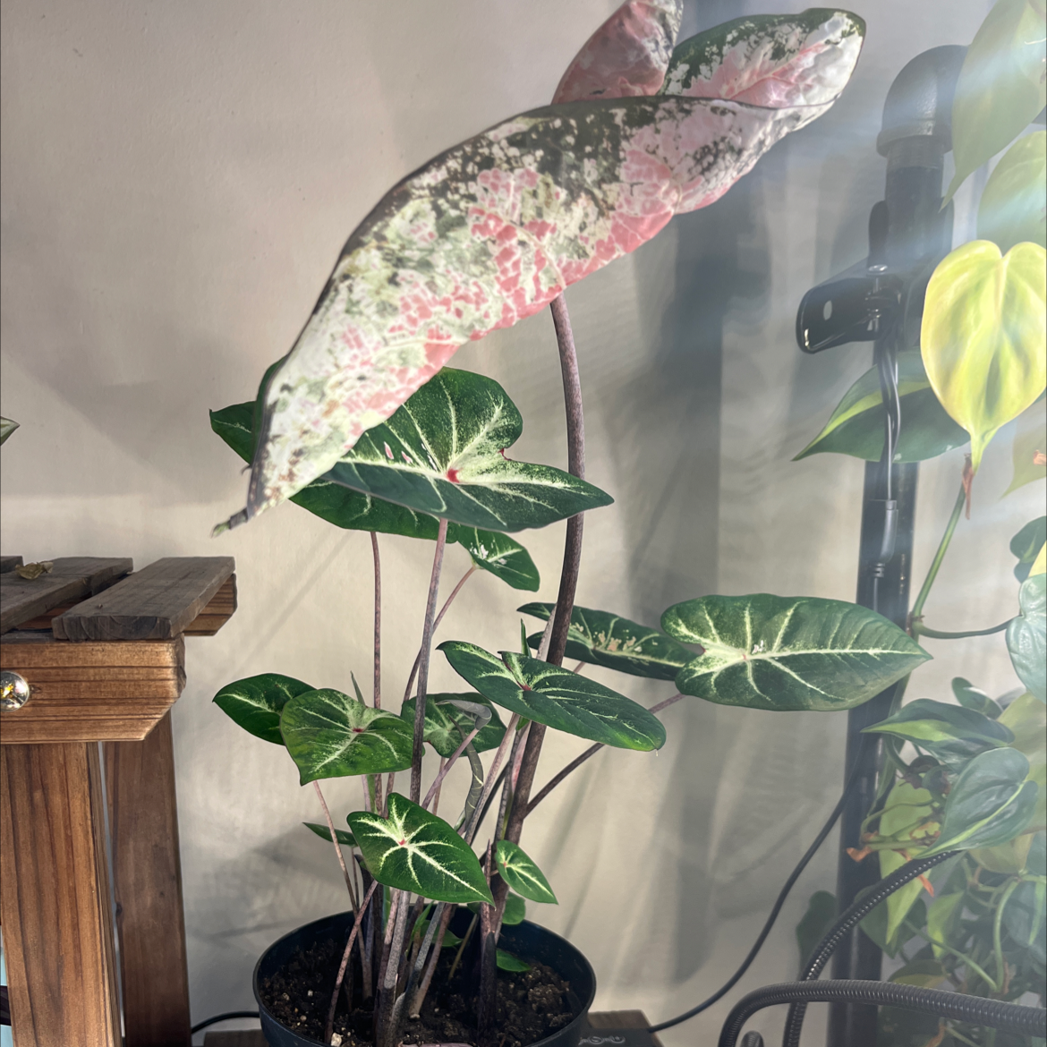 Healthy potted Heart of Jesus plant with pink and green variegated leaves in a bright room.