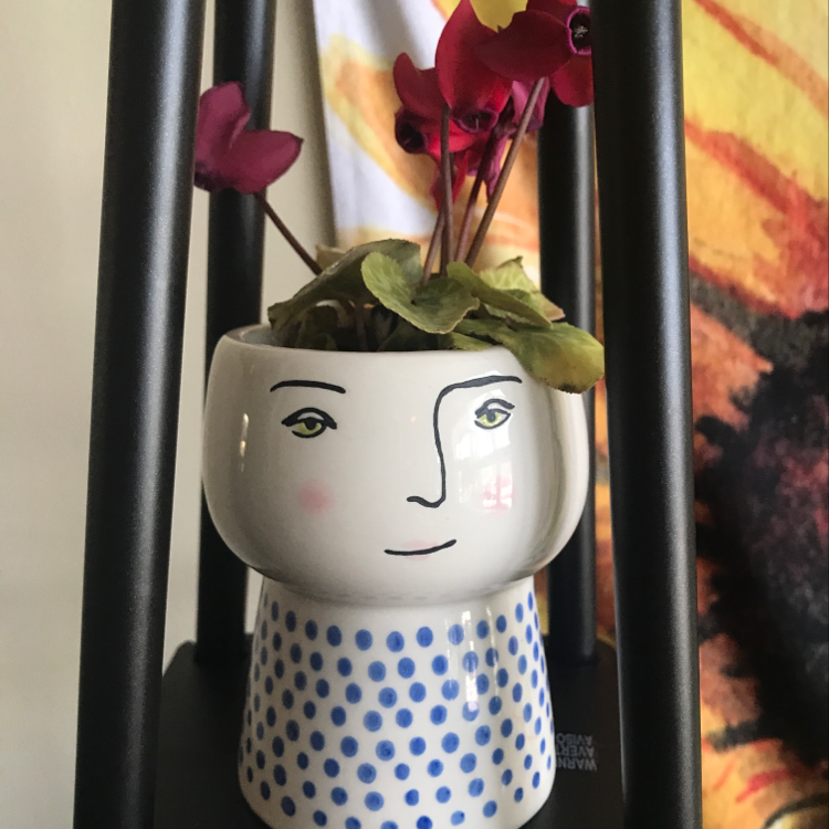 Healthy Persian Cyclamen plant with vibrant red flowers blooming in a blue polka dot ceramic pot, well-framed against a colorful textile background.