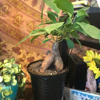 Ficus Ginseng plant in Columbia, South Carolina